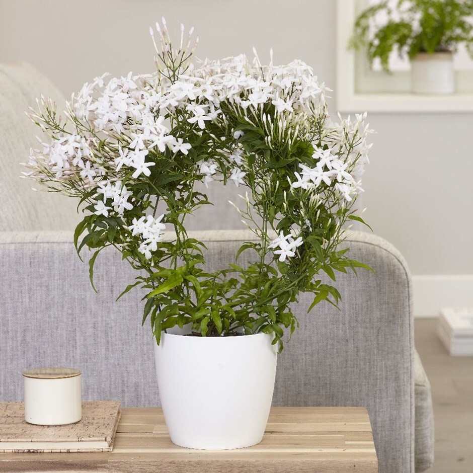 Jasminum polyanthum - jasmine and pot & pot cover combination