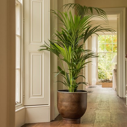 Kentia palm and aluminium urb pot - tall combination