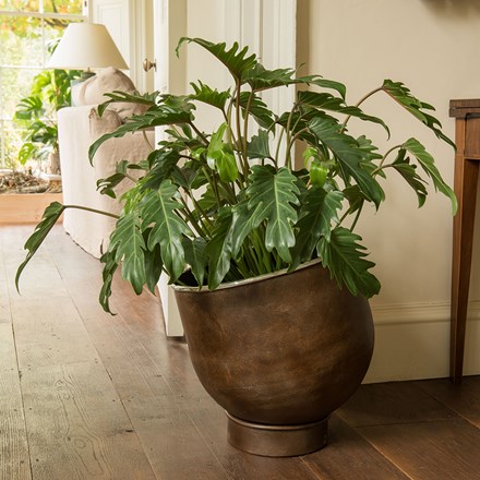 Philodendron xanadu & aluminium urb pot - low combination