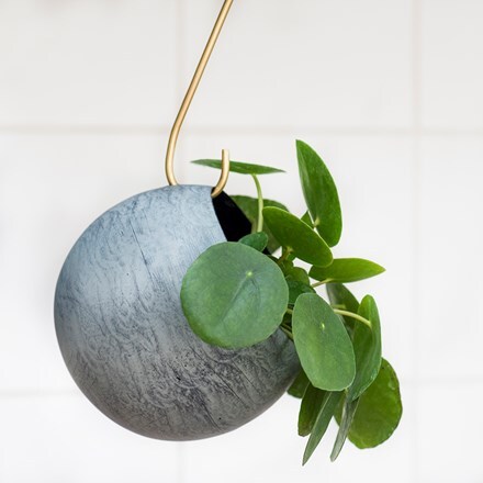 Sphere plant holder and Pilea peperomioides