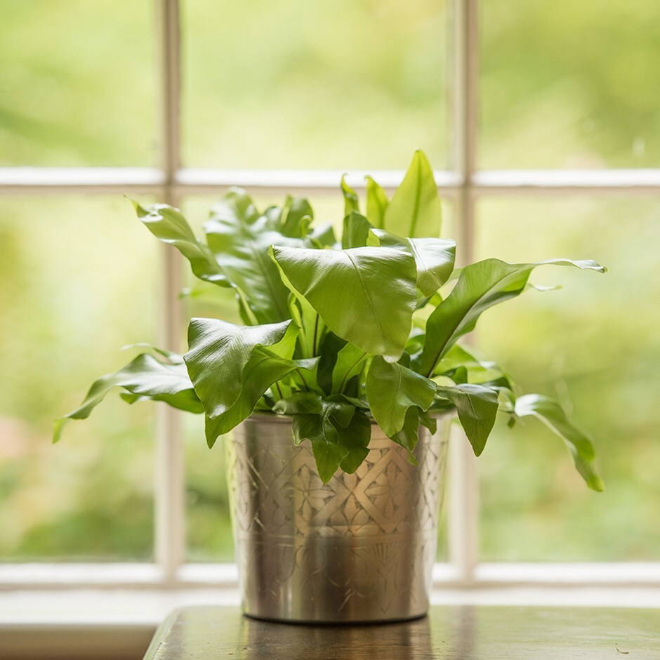 Asplenium nidus - birds nest fern & pot cover combination