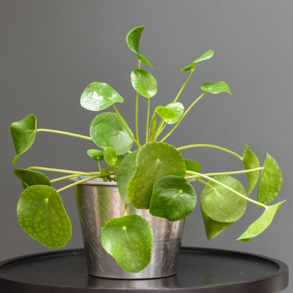 Money plant deals pot