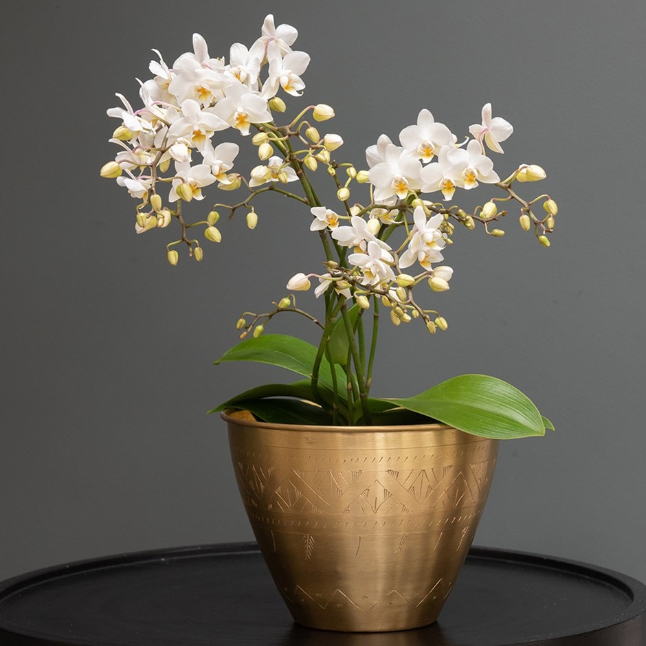 Phalaenopsis 'White Willd Orchid' - moth orchid & pot cover combination