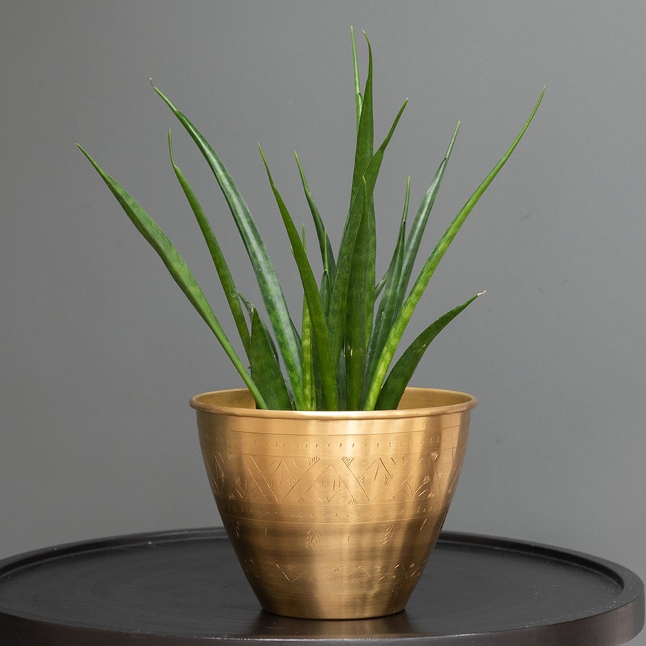 Sansevieria kirkii 'Friends' - mother-in-law's tongue & pot cover combination