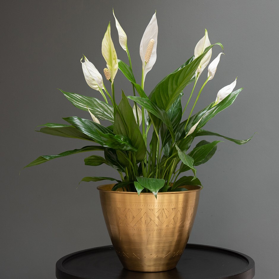 Spathiphyllum Bingo Cupido - peace lily & pot cover combination