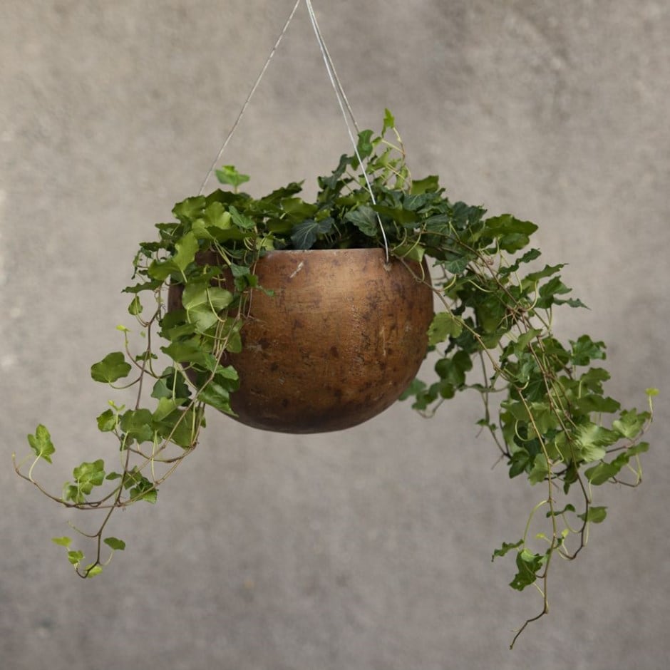 Hedera helix 'Wonder' - English ivy & hanging bowl combination