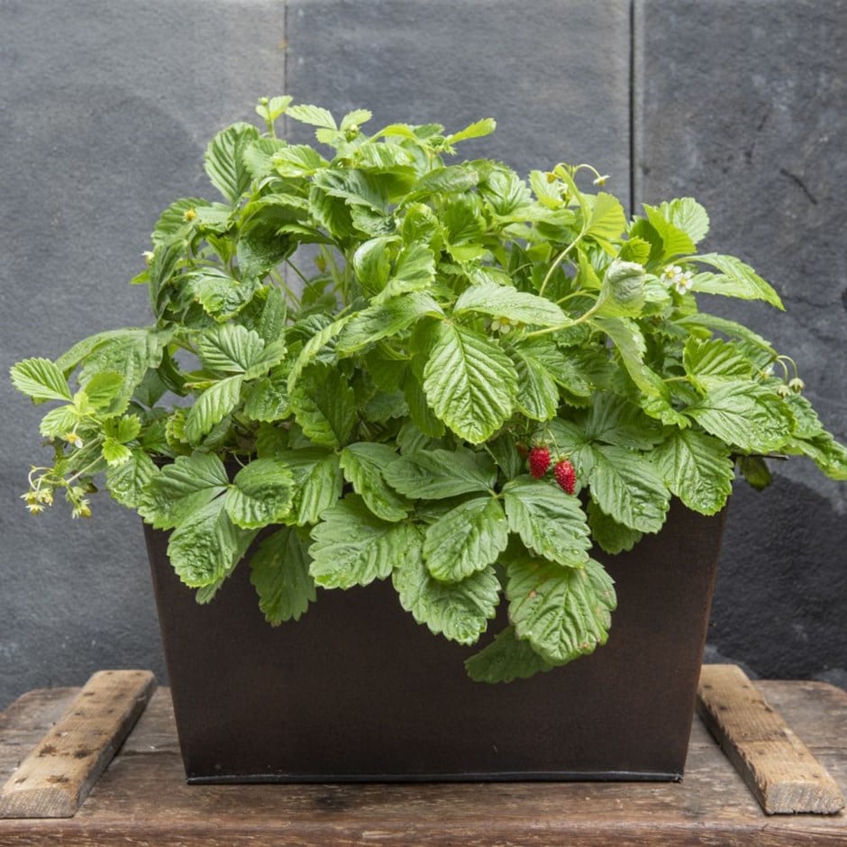 Plant trough & alpine strawberry - woodland