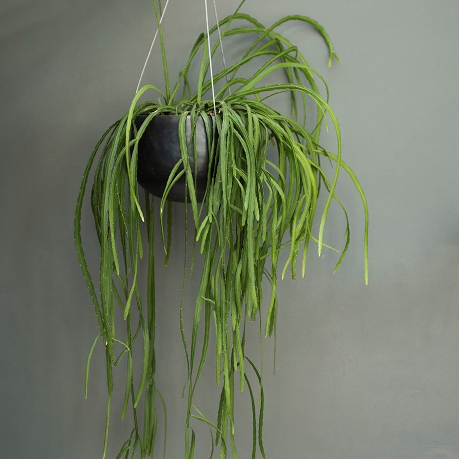 Lepismium bolivianum - forest cactus & zinc bowl combination