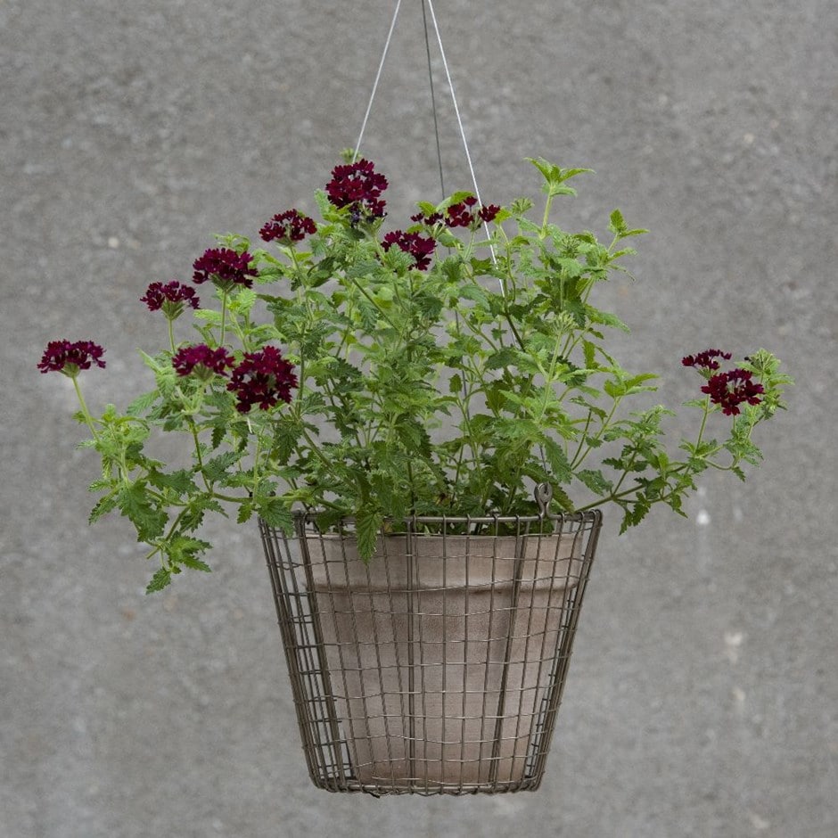 Hanging pot basket & vaso taupe classic pot with vervain