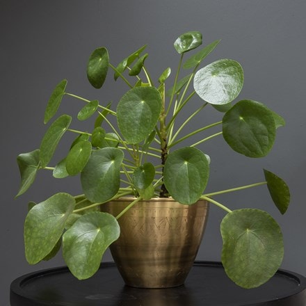 Pilea peperomiodes - chinese money plant and Solid etched brass pot cover