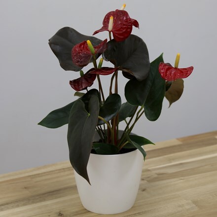 Picture of Anthurium Coral Champion and pot cover