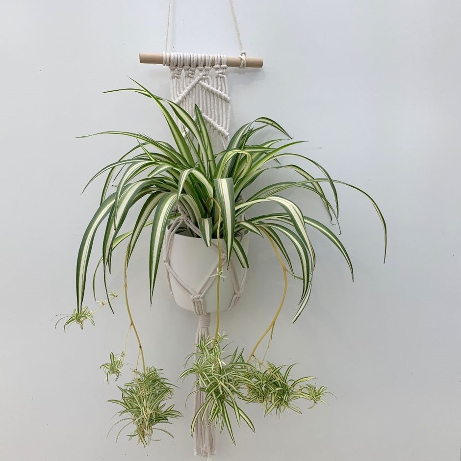 Chlorophytum 'Variegatum' - spider plant with pot cover & macramé pot hanger
