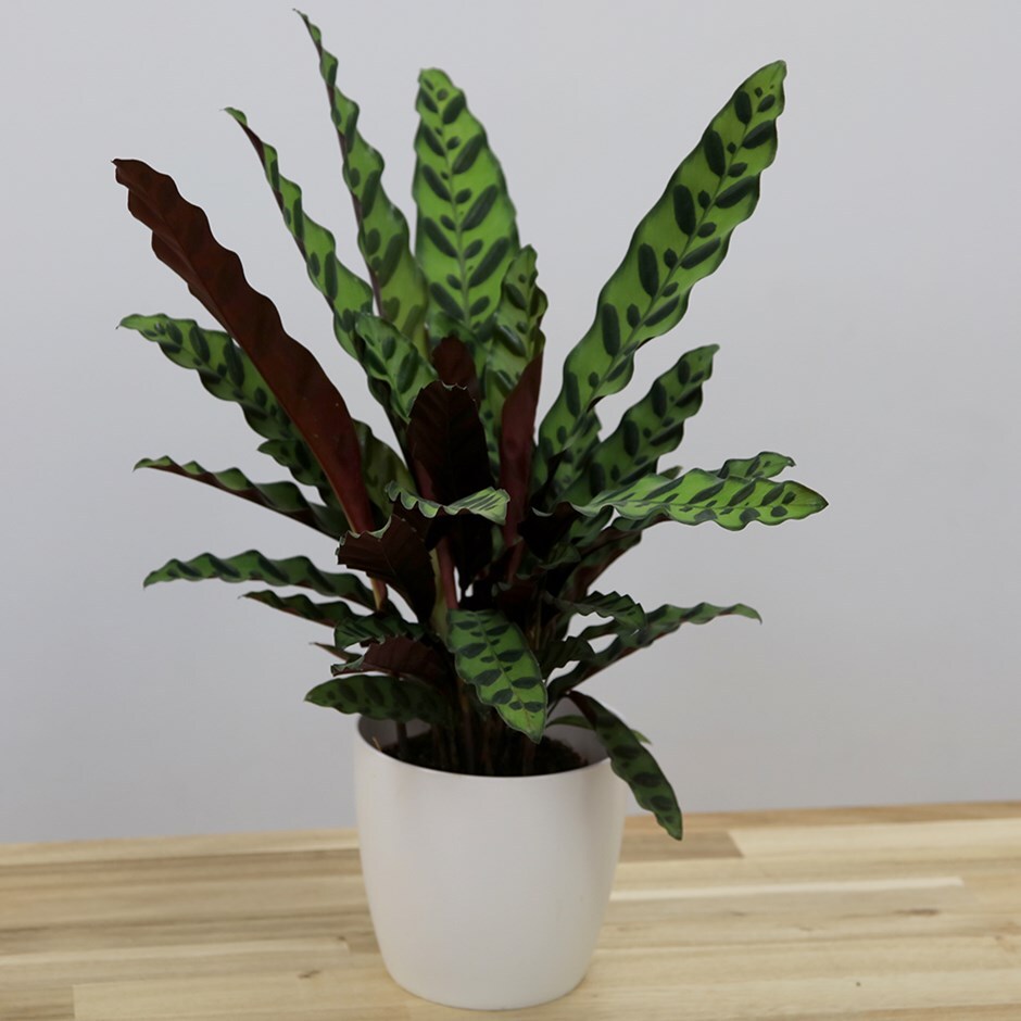 Goeppertia lancifolia - rattlesnake plant & pot cover combination
