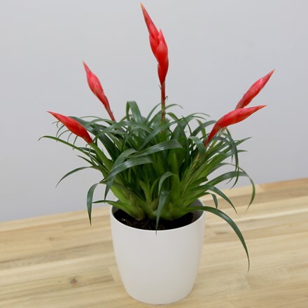 Picture of Vriesea 'Astrid' and pot cover