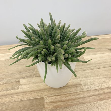 Picture of Rhipsalis baccifera subsp. horrida and pot cover combination