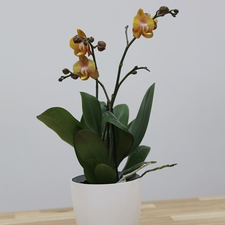 Picture of Phalaenopsis Las Vegas and Pot cover