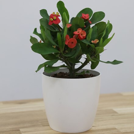 Picture of Euphorbia milii Vulcanus and pot cover