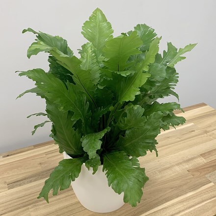 Picture of Asplenium nidus Campio and pot cover