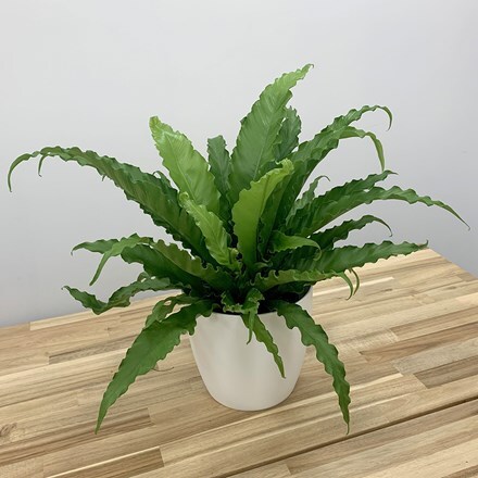 Picture of Asplenium antiquum Osaka and pot cover