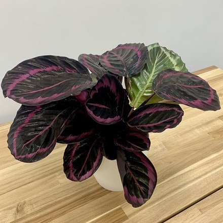 Picture of Calathea Little Princess and pot cover