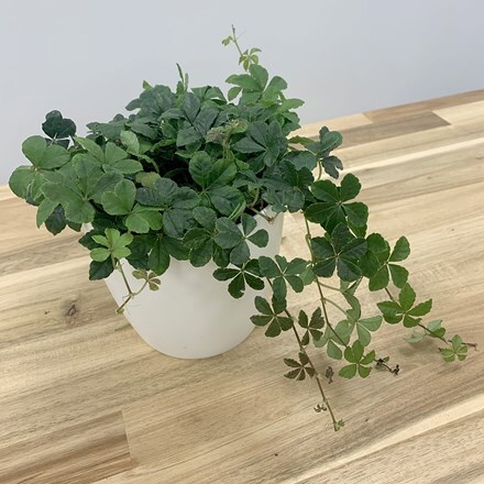 Picture of Parthenocissus striata and pot cover