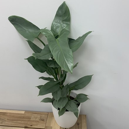 Philodendron hastatum and pot cover