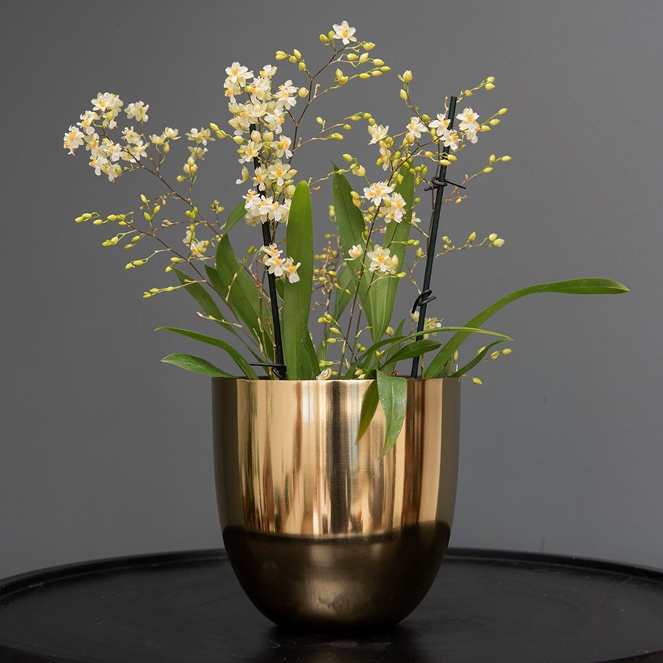 Oncidium Twinkle Jasmine & polished brass pot cover combination