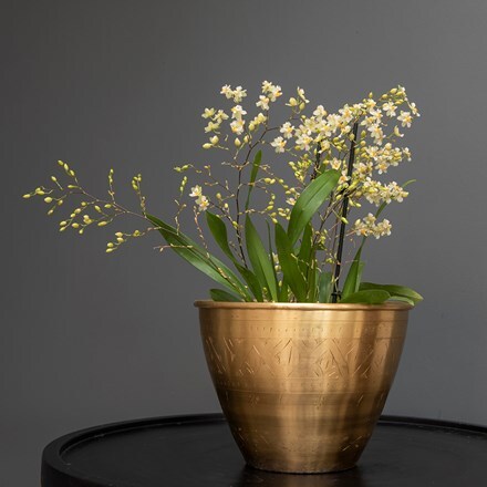 Oncidium Twinkle Jasmine and pot cover