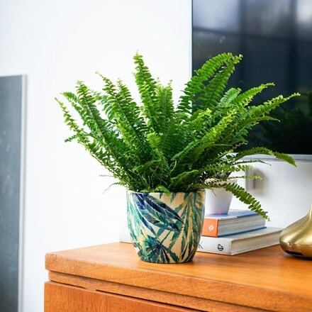 Picture of Nephrolepis exaltata Green Lady and pot cover