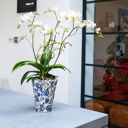 Picture of Phalaenopsis White Willd Orchid and pot cover