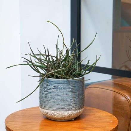 Picture of Aloe bakeri and pot cover