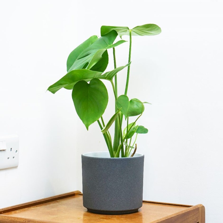 Monstera deliciosa - Medium 40cm swiss cheese plant & pot cover combination