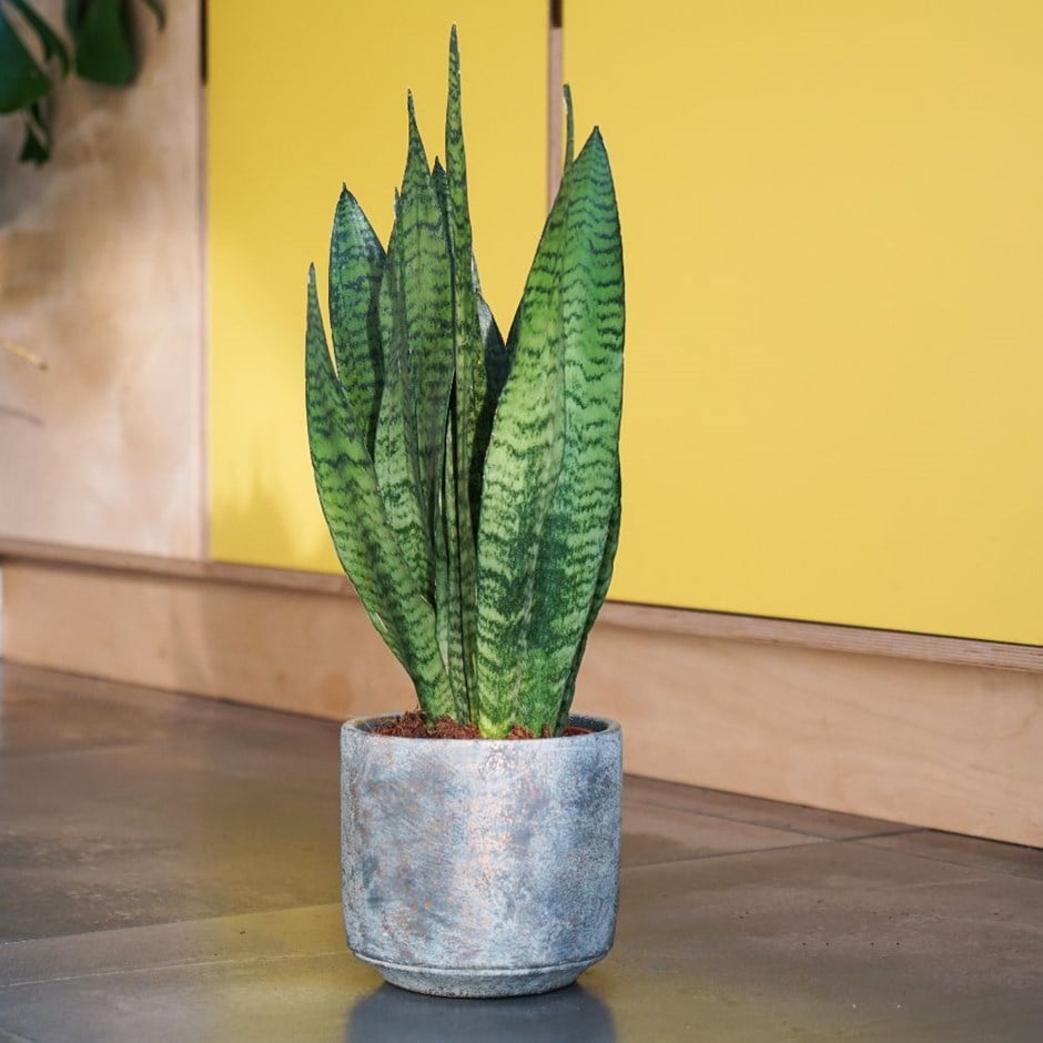 Sansevieria zeylanica - mother-in-law's tongue & pot cover combination