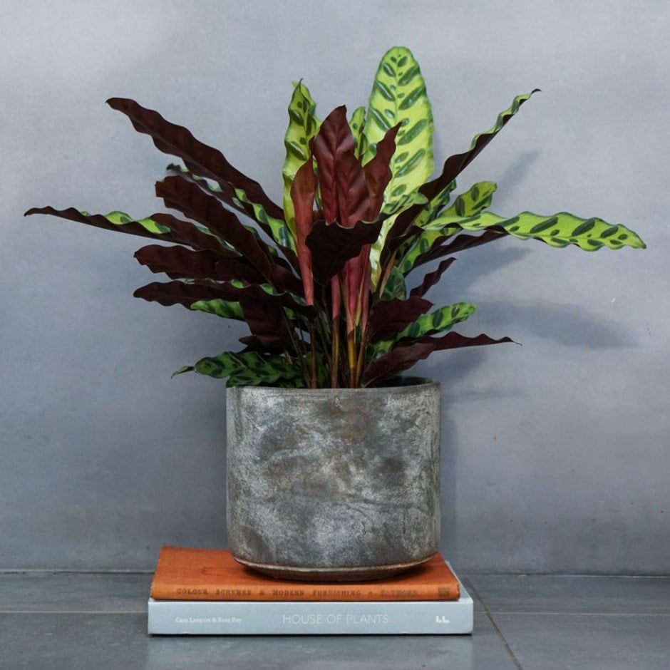 Goeppertia lancifolia - rattlesnake plant / calathea & pot cover combination