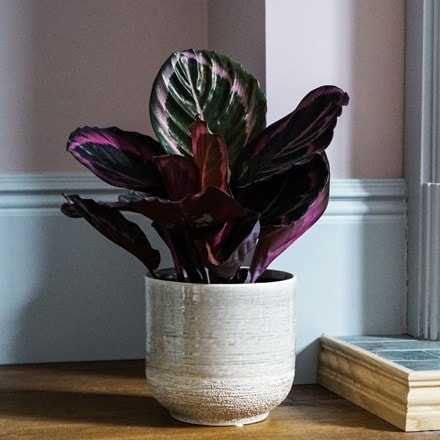Picture of Calathea Little Princess and pot cover