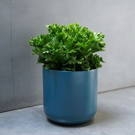 Picture of Asplenium antiquum Leslie and pot cover