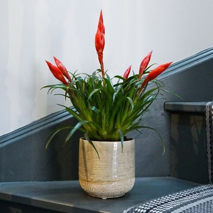 Picture of Vriesea Astrid and pot combination
