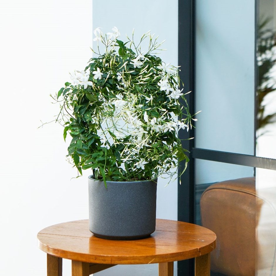Jasminum polyanthum - scented Chinese jasmine & pot cover combination