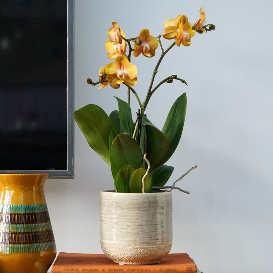 Phalaenopsis 'Las Vegas' - moth orchid & pot cover combination