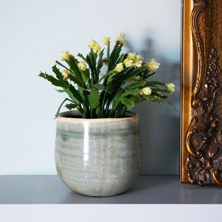 Picture of Schlumbergera Thor Wild Cactus White and pot cover