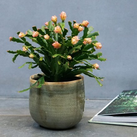 Picture of Schlumbergera Thor Wild Cactus Orange and pot cover