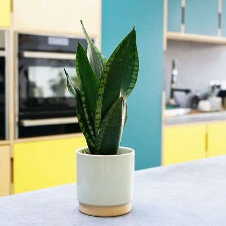 Picture of Sansevieria trifasciata Silver Flame and pot cover