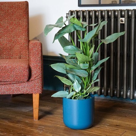 Picture of Philodendron hastatum and pot cover