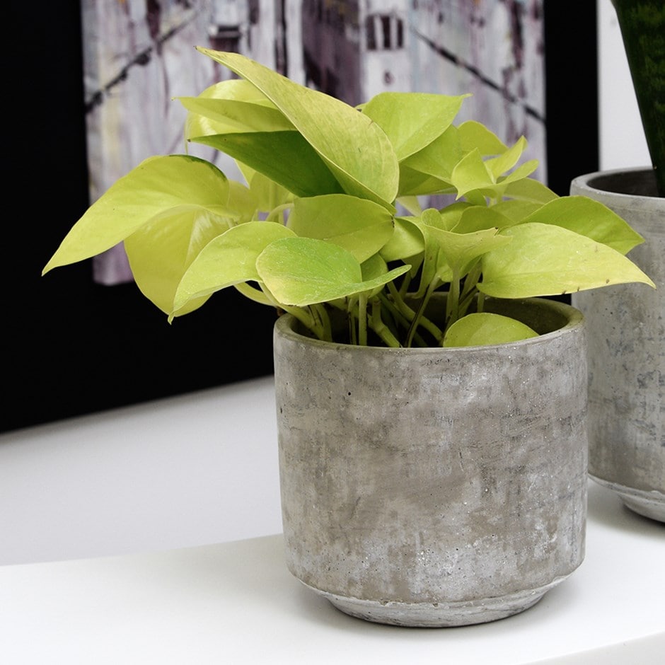 Epipremnum 'Golden Pothos’ - devil's ivy & pot cover combination