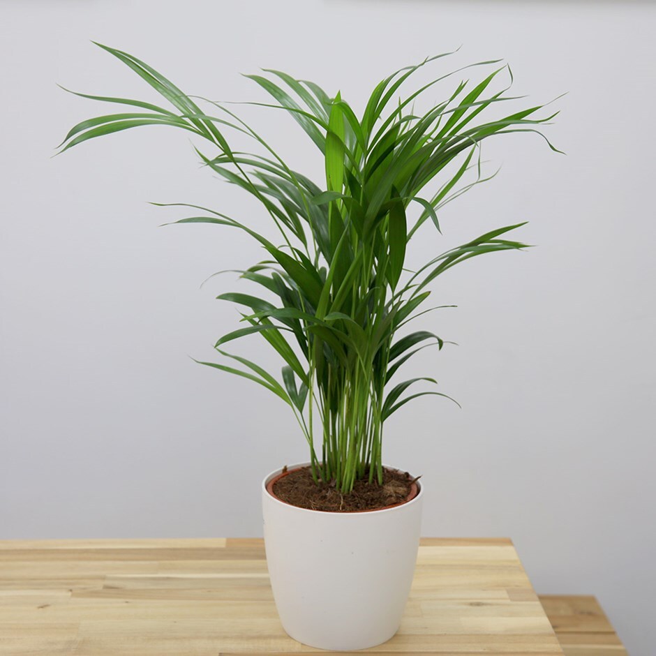 Dypsis lutescens -17cm pot 65cm areca palm / bamboo palm & pot cover combination