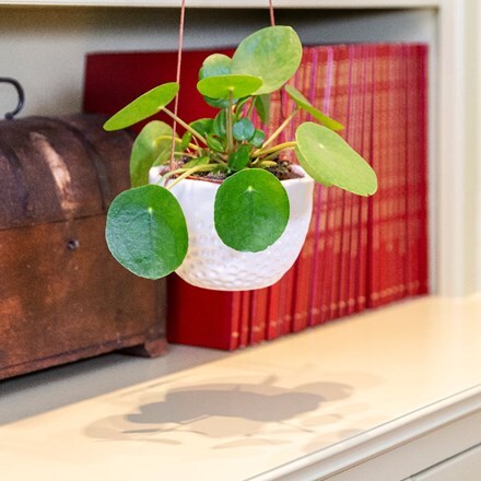 Picture of Pilea peperomioides and pot cover
