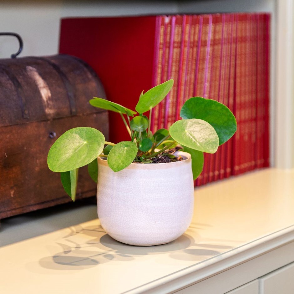 Pilea peperomioides and pot cover - Chinese money plant / missionary plant & pot