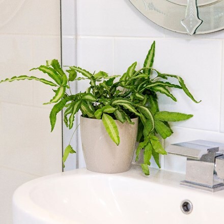 Picture of Pteris nipponica and pot cover