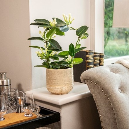 Picture of Stephanotis floribunda and pot cover