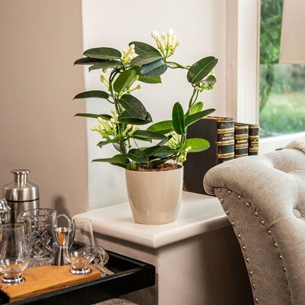 Picture of Stephanotis floribunda and pot cover